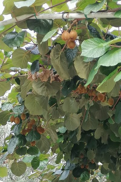 Actinidia chinensis, photographed by Petr Harant
