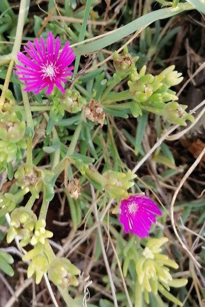 Delosperma cooperi, photographed by Petr Harant