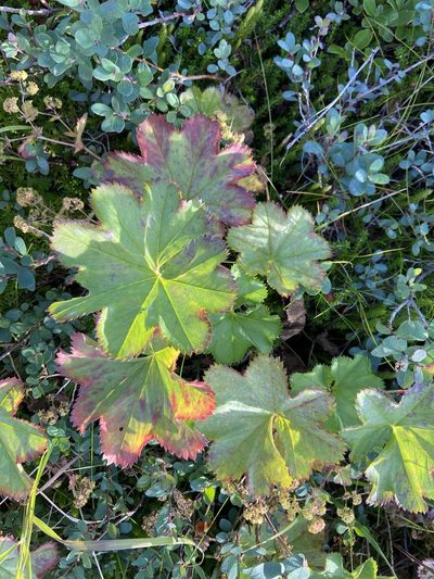 Alchemilla filicaulis, photographed by Ida B D Jacobsen