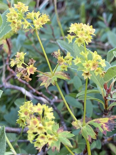 Alchemilla filicaulis, photographed by Ida B D Jacobsen