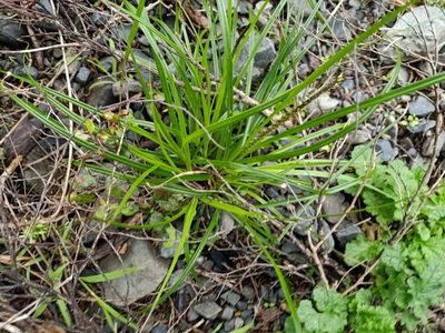 Carex uncinata, photographed by Sunita Singh