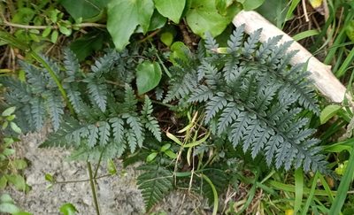Polystichum neozelandicum, photographed by Sunita Singh
