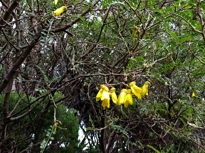 Sophora molloyi, photographed by Sunita Singh
