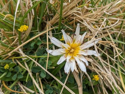 Hypochaeris taraxacoides, photographed by Zoltán Stekkelpak