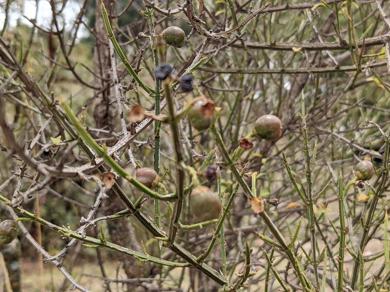 Citharexylum herrerae, photographed by Zoltán Stekkelpak