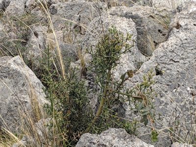 Colletia spinosissima, photographed by Zoltán Stekkelpak