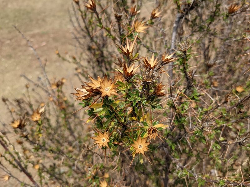 Chuquiraga spinosa, photographed by Zoltán Stekkelpak