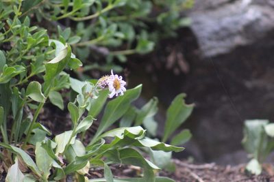 Erigeron glacialis, photographed by Gabbie Byers