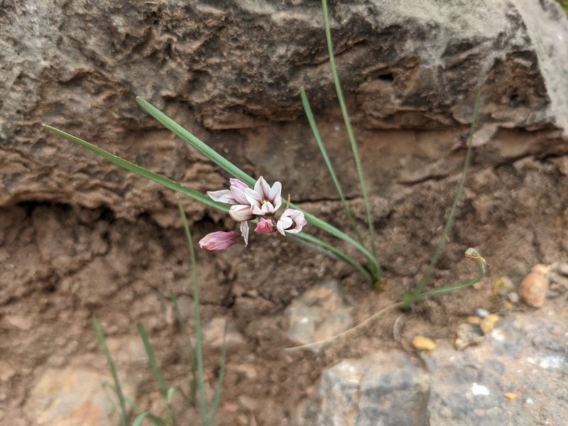 Nothoscordum andicola, photographed by Zoltán Stekkelpak