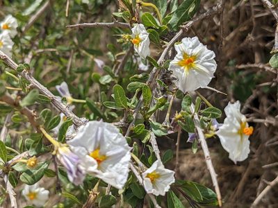Lycianthes lycioides, photographed by Zoltán Stekkelpak