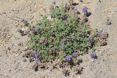 Lupinus lepidus, photographed by Gabbie Byers