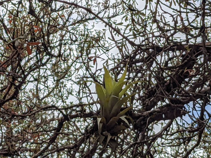 Tillandsia walteri, photographed by Zoltán Stekkelpak