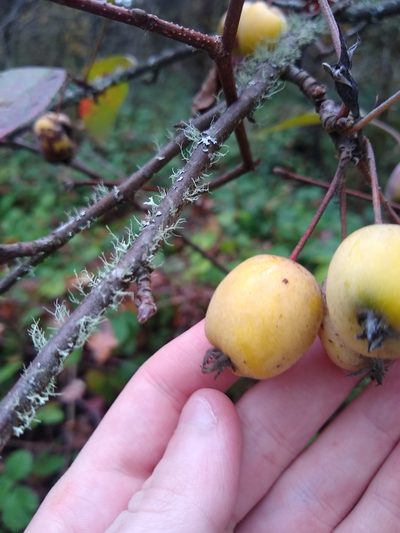 Malus prunifolia, photographed by Sean Haight