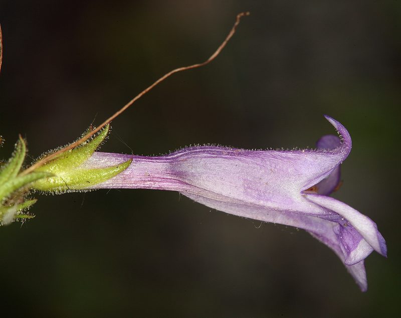 Penstemon papillatus, photographed by Steve Matson