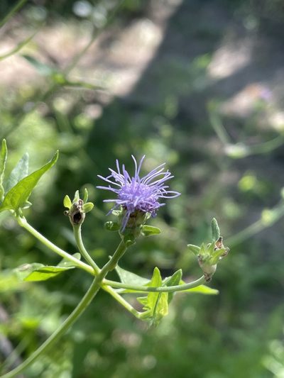 Chromolaena sagittata, photographed by Jim Riley