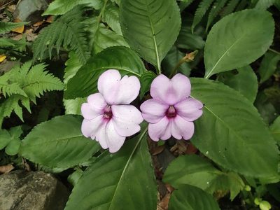 Impatiens flaccida, photographed by Augustin Soulard