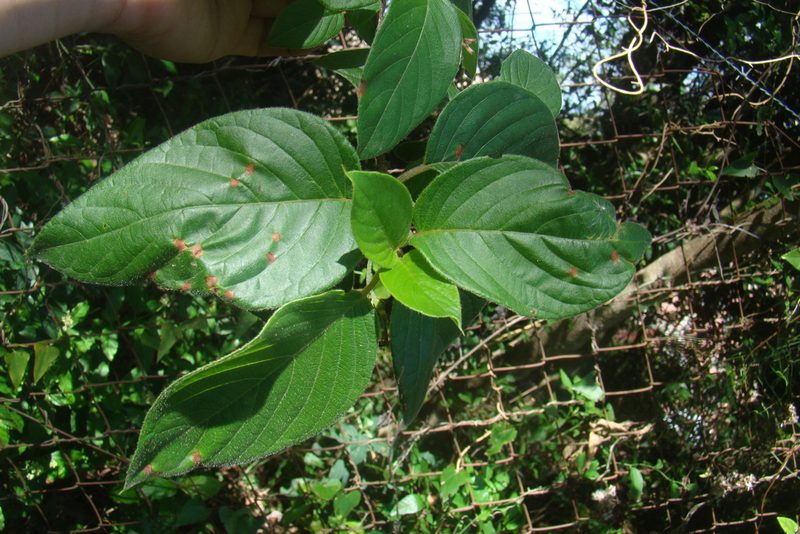 Guettarda uruguensis, photographed by Lucas Kaminski