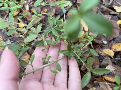 Ligustrum quihoui, photographed by Jennifer Jiang