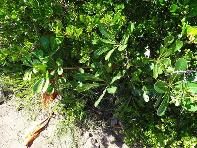 Cussonia thyrsiflora, photographed by Shaun Swanepoel