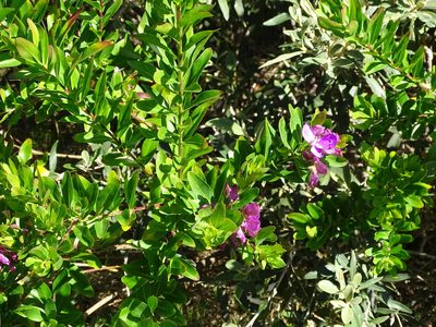 Polygala myrtifolia, photographed by Shaun Swanepoel