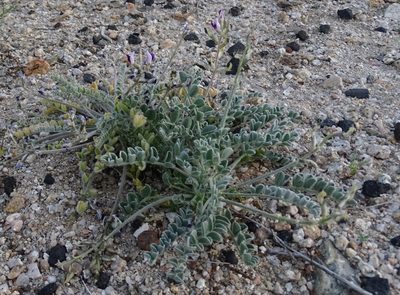 Astragalus layneae, photographed by Jesse Rorabaugh