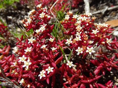 Crassula expansa, photographed by Shaun Swanepoel