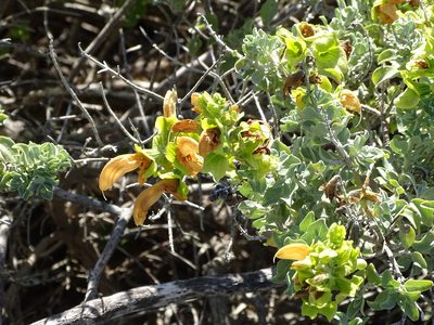 Salvia aurea, photographed by Shaun Swanepoel