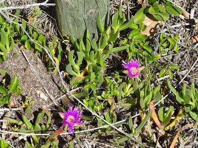 Carpobrotus deliciosus, photographed by Shaun Swanepoel