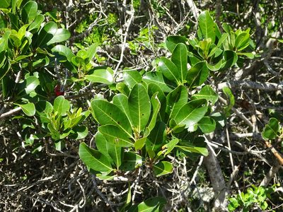 Sideroxylon inerme, photographed by Shaun Swanepoel