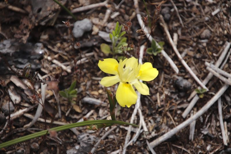 Moraea fugax, photographed by Tony Rebelo
