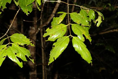 Psydrax lamprophyllus, photographed by Greg Tasney