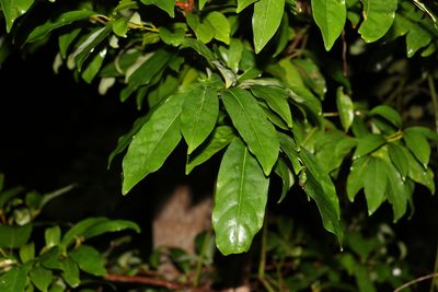 Cryptocarya macdonaldii, photographed by Greg Tasney