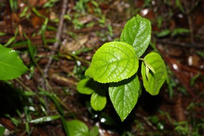 Callicarpa pedunculata, photographed by Greg Tasney