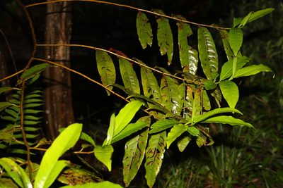 Elaeocarpus grandis, photographed by Greg Tasney