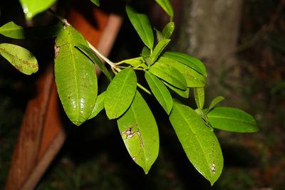 Baloghia inophylla, photographed by Greg Tasney
