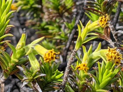 Dubautia ciliolata, photographed by David Anderson