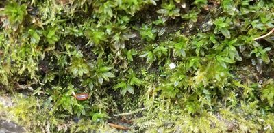 Encalypta procera, photographed by Micki Colbeck