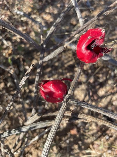 Peniocereus striatus, photographed by Jim Riley