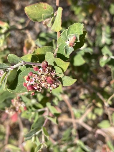 Euphorbia tomentulosa, photographed by Jim Riley