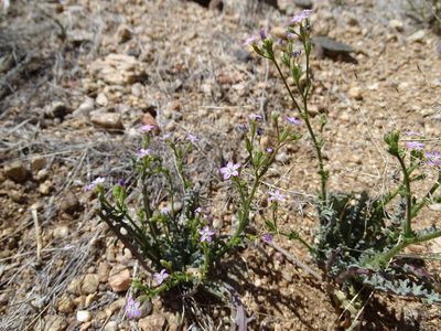 Gilia sinuata, photographed by Jesse Rorabaugh