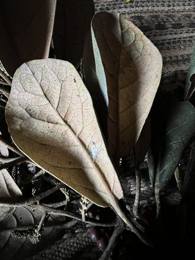 Hieronyma rufa, photographed by Nicolás Baresch Uribe
