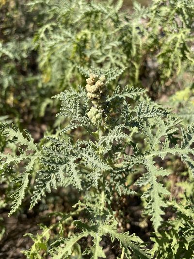 Ambrosia camphorata, photographed by Jim Riley
