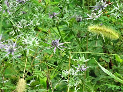 Eryngium hookeri, photographed by Annika Lindqvist