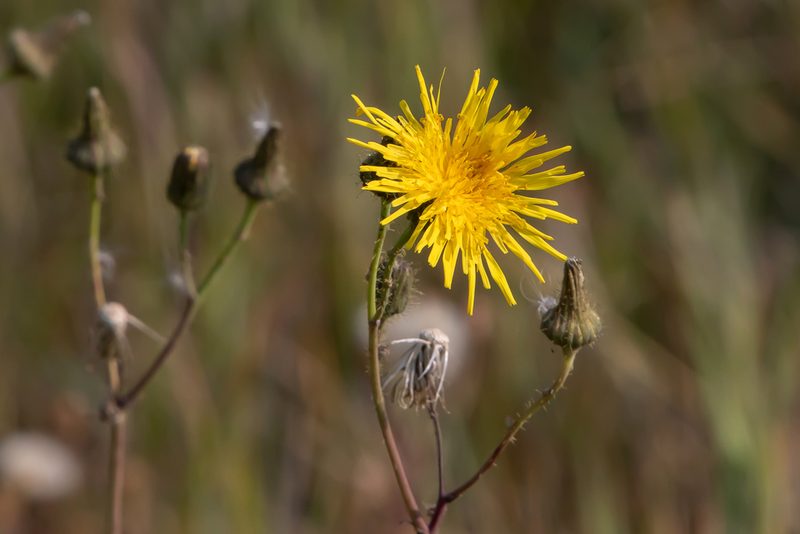 Crepis runcinata, photographed by Jay Brasher