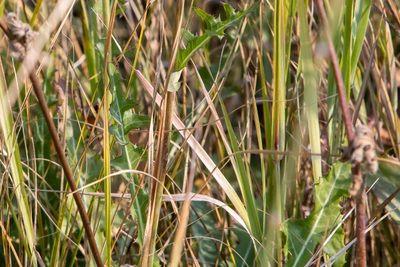 Crepis runcinata, photographed by Jay Brasher