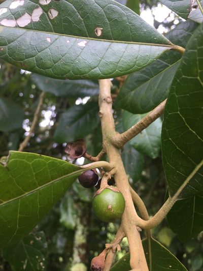 Aegiphila bogotensis, photographed by Nicolás Baresch Uribe