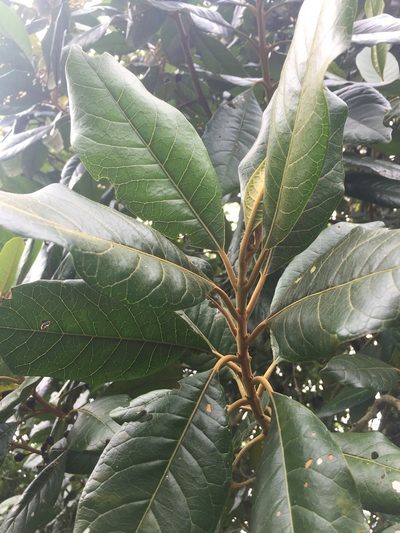 Aegiphila bogotensis, photographed by Nicolás Baresch Uribe