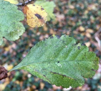 Crataegus laevigata, photographed by Jochen Essig