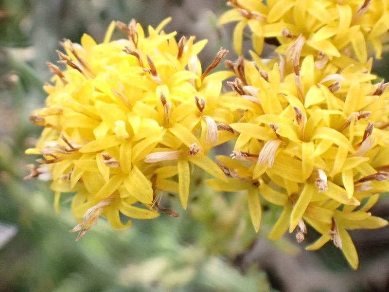 Galatella linosyris, photographed by David Delon