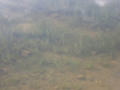Groenlandia densa, photographed by David Delon